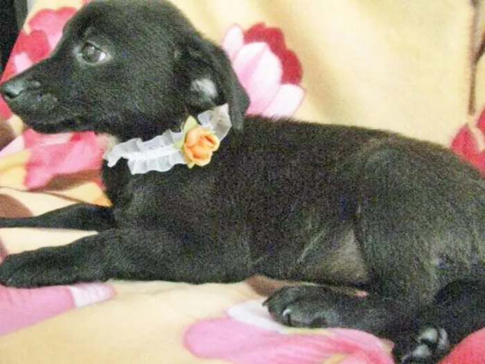 Cachorro ra a SRD idade 2 a 6 meses nome LARANJINHA