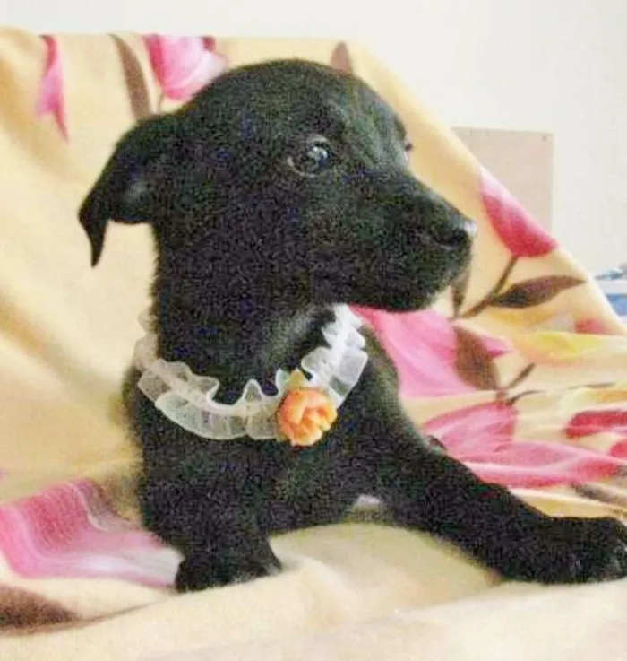 Cachorro ra a SRD idade 2 a 6 meses nome LARANJINHA