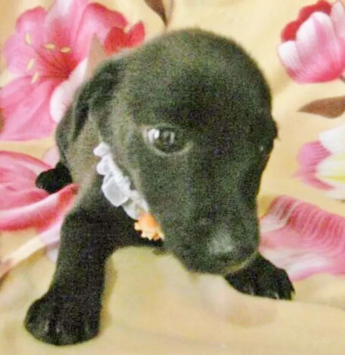 Cachorro ra a SRD idade 2 a 6 meses nome LARANJINHA