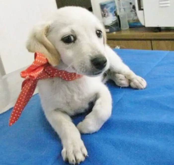 Cachorro ra a SRD idade 2 a 6 meses nome BRANQUINHA
