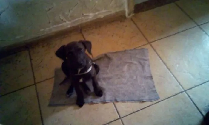 Cachorro ra a srd idade Abaixo de 2 meses nome Hard