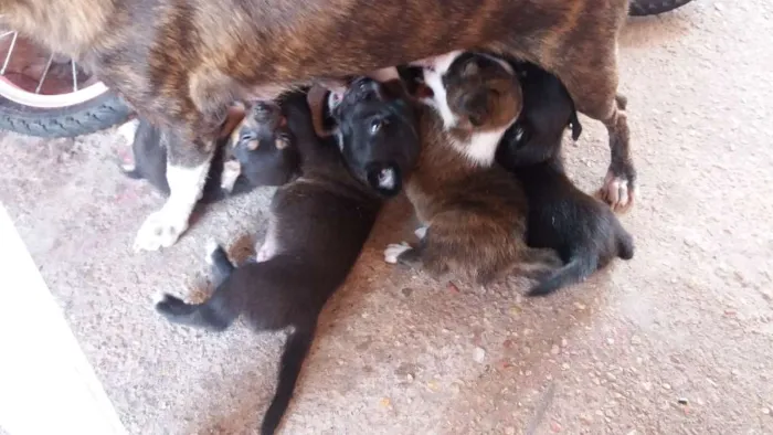 Cachorro ra a Vira Lata idade Abaixo de 2 meses nome Noah,Charlie Brow