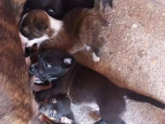 Cachorro ra a Vira Lata idade Abaixo de 2 meses nome Noah,Charlie Brow