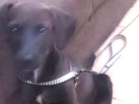 Cachorro ra a srd idade Abaixo de 2 meses nome Hard