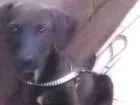 Cachorro raça srd idade Abaixo de 2 meses nome Hard