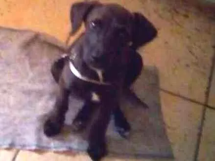 Cachorro ra a srd idade Abaixo de 2 meses nome Hard