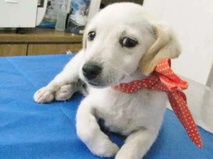 Cachorro ra a SRD idade 2 a 6 meses nome BRANQUINHA