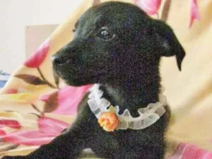 Cachorro raça SRD idade 2 a 6 meses nome LARANJINHA