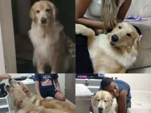 Cachorro raça Golden Retriever idade 4 anos nome Lady e Luna 