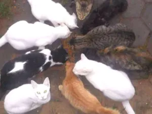 Gato raça srd idade 3 anos nome Mãe da Zizi GRATIFICA