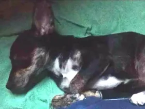 Cachorro raça  idade 2 a 6 meses nome Princesa