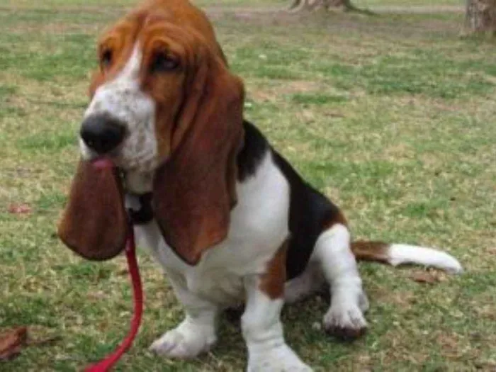 Cachorro ra a basset hound idade 3 anos nome nina