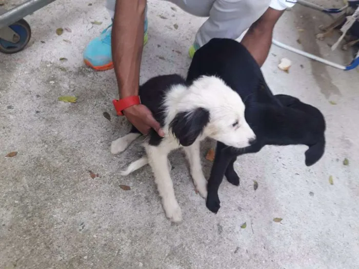 Cachorro ra a Sem raça idade 2 a 6 meses nome Sem nome