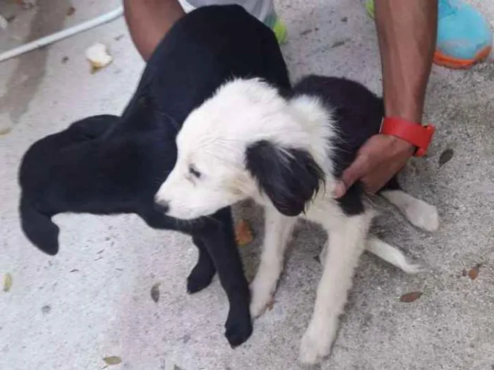 Cachorro ra a Sem raça idade 2 a 6 meses nome Sem nome
