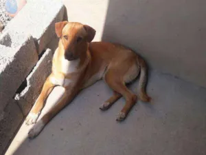 Cachorro raça Vira-Lata idade 1 ano nome Fred