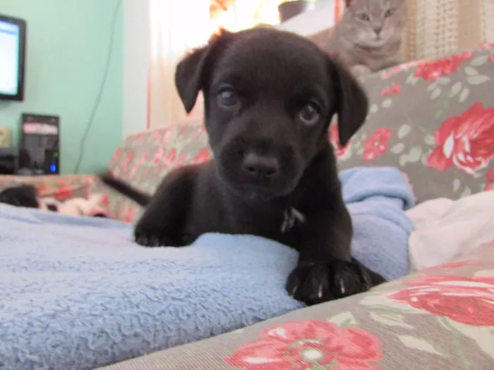 Cachorro ra a srd idade Abaixo de 2 meses nome Sem nome