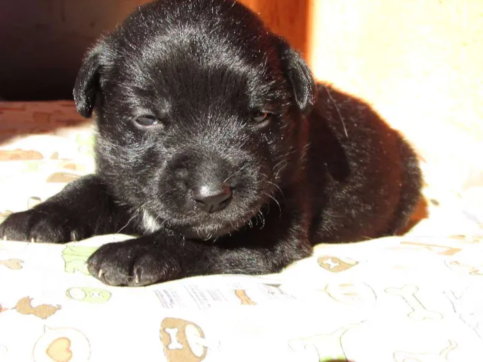 Cachorro ra a srd idade Abaixo de 2 meses nome Sem nome