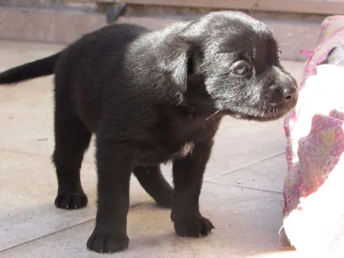 Cachorro ra a srd idade Abaixo de 2 meses nome Sem nome