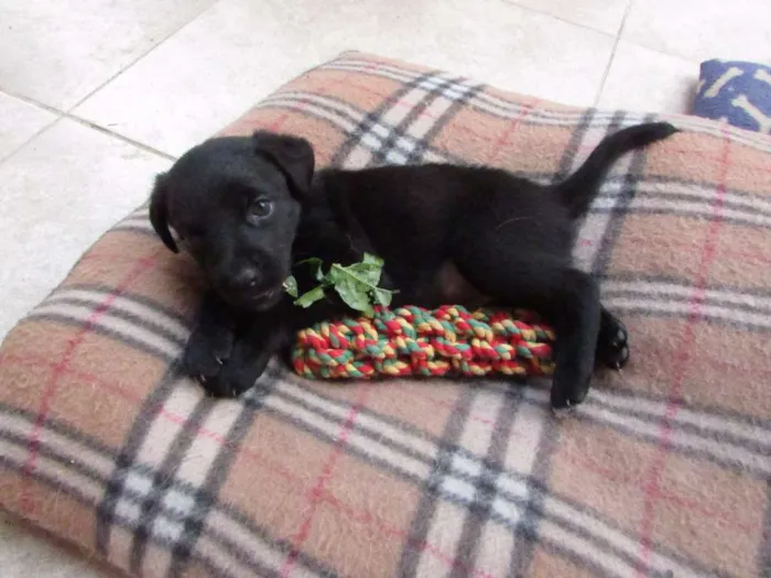 Cachorro ra a srd idade Abaixo de 2 meses nome Sem nome