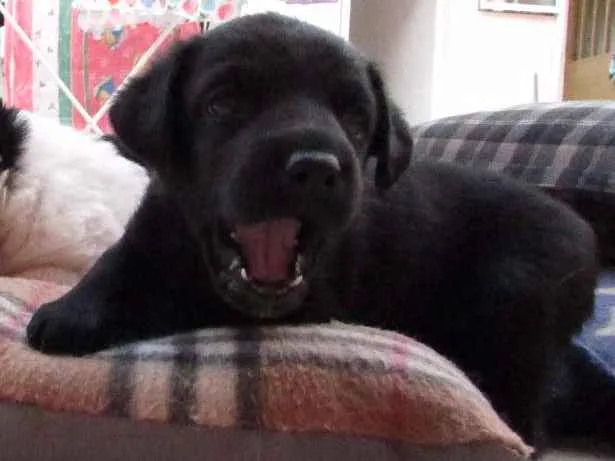 Cachorro ra a srd idade Abaixo de 2 meses nome Sem nome