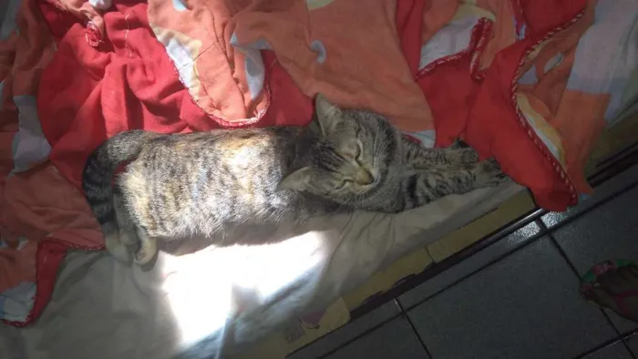 Gato ra a Mista idade 1 ano nome Nina