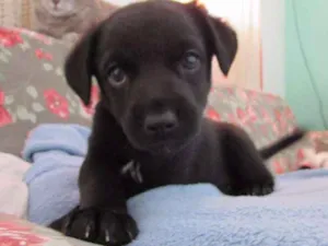 Cachorro raça srd idade Abaixo de 2 meses nome Sem nome
