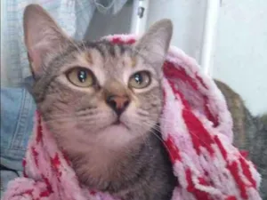 Gato raça Mista idade 1 ano nome Nina