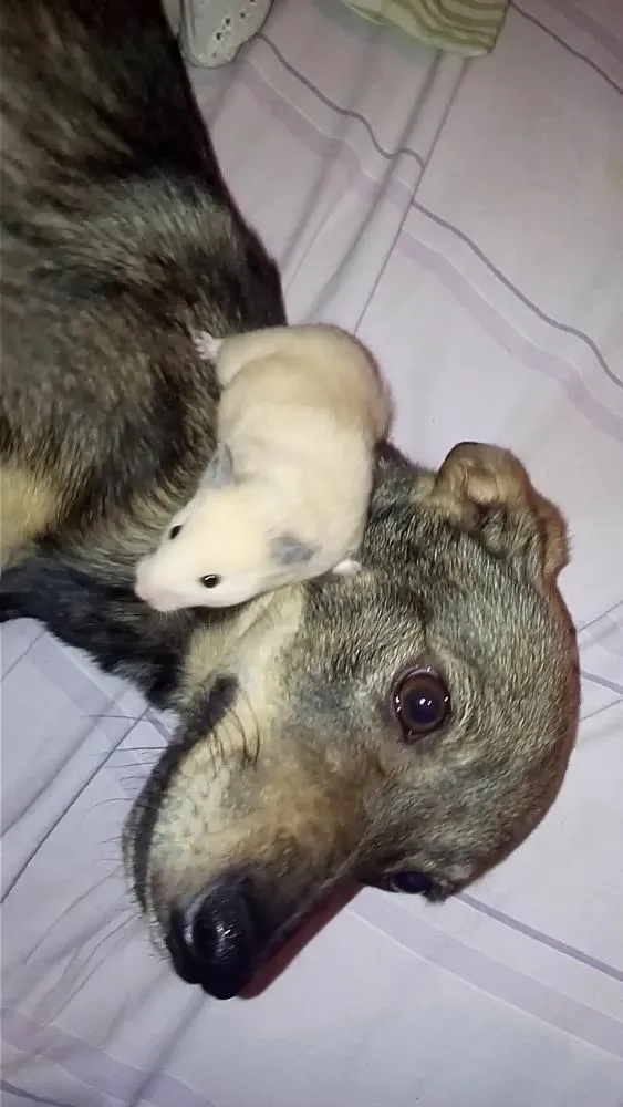 Cachorro ra a Srd idade 2 a 6 meses nome Saorih