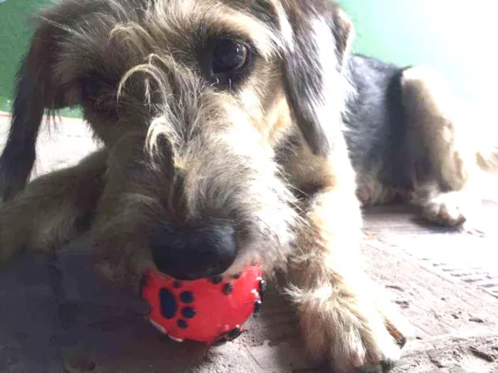 Cachorro raça SRD idade 2 anos nome Filó