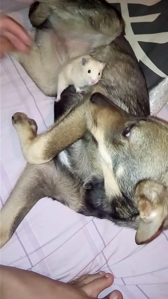 Cachorro ra a Srd idade 2 a 6 meses nome Saorih