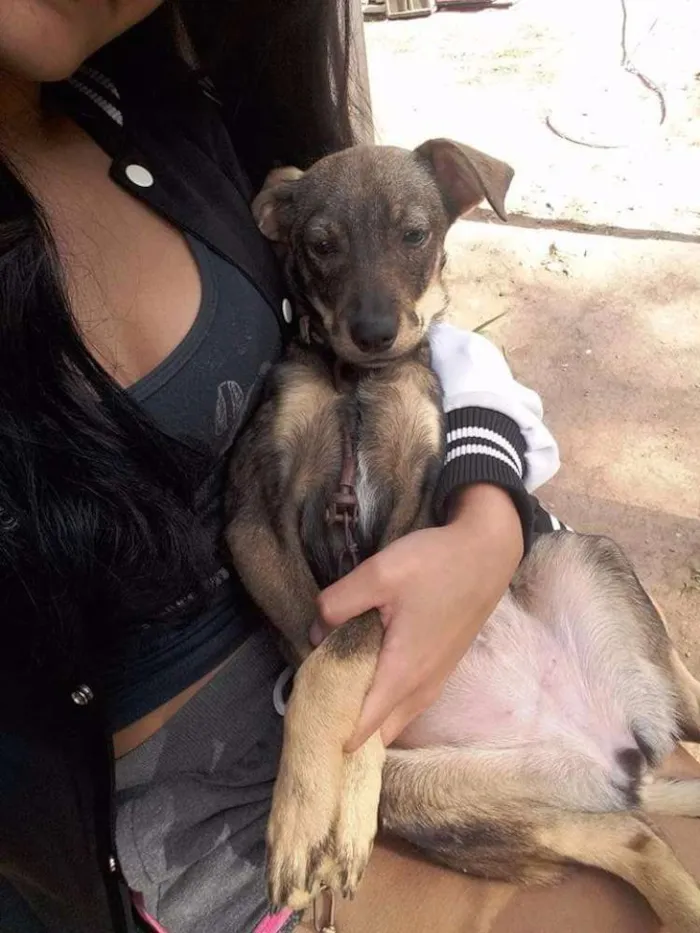 Cachorro ra a Srd idade 2 a 6 meses nome Saorih