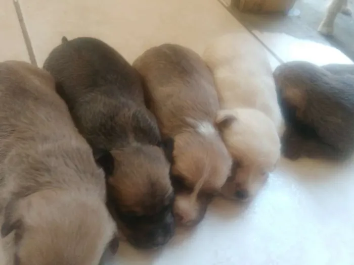 Cachorro ra a Vira lata idade Abaixo de 2 meses nome Didi