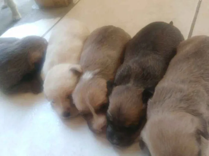 Cachorro ra a Vira lata idade Abaixo de 2 meses nome Didi