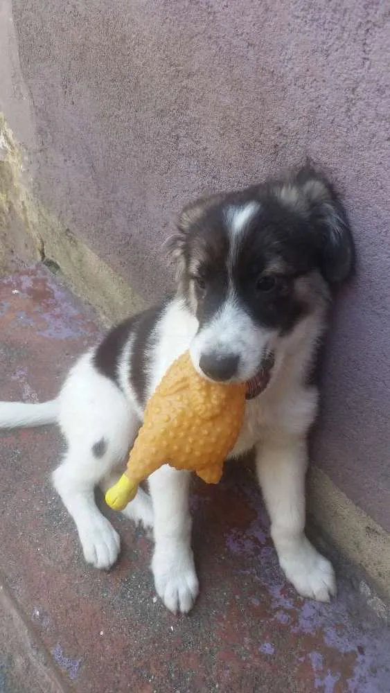 Cachorro ra a Srd  idade 2 a 6 meses nome Edward