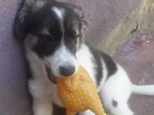 Cachorro raça Srd  idade 2 a 6 meses nome Edward