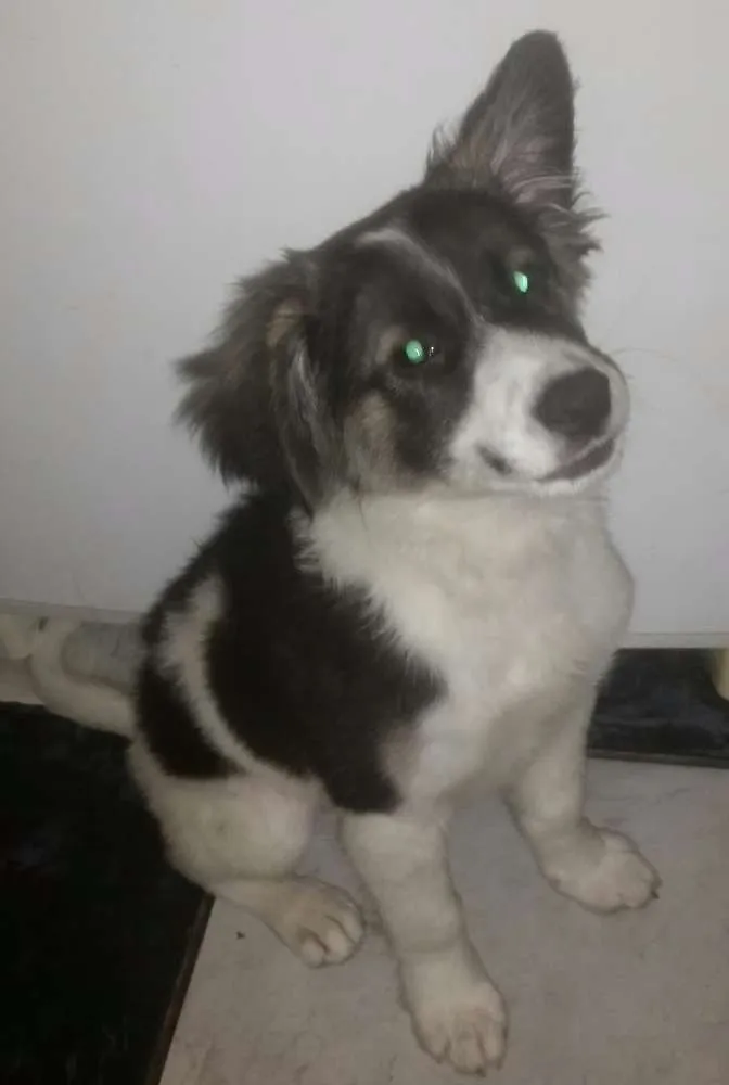 Cachorro ra a Srd  idade 2 a 6 meses nome Edward