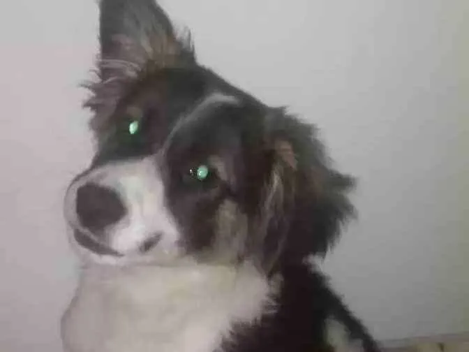 Cachorro ra a Srd  idade 2 a 6 meses nome Edward