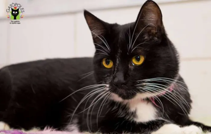Gato ra a  idade 3 anos nome Dora