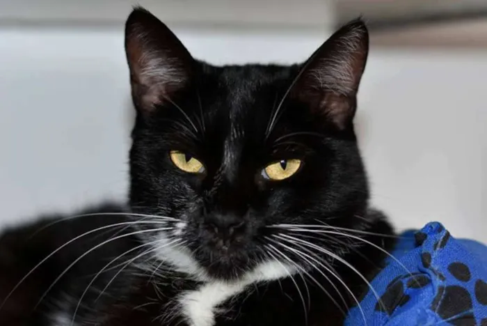 Gato ra a  idade 3 anos nome Dora