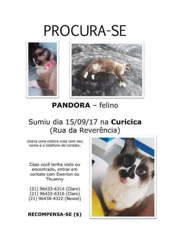 Gato ra a  idade 2 anos nome PANDORA GRATIFICA