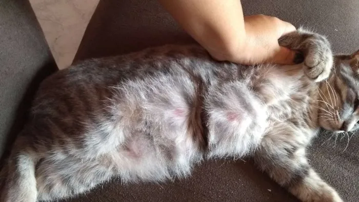 Gato raça Não sei idade 2 a 6 meses nome Melissa 
