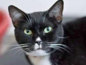 Gato raça  idade 2 anos nome Canjica