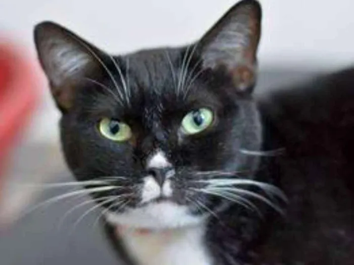 Gato ra a  idade 2 anos nome Canjica