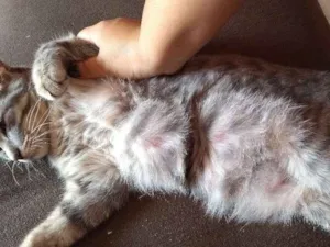 Gato raça Não sei idade 2 a 6 meses nome Melissa 