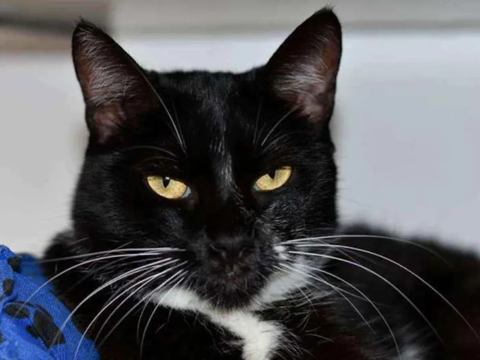 Gato ra a  idade 3 anos nome Dora