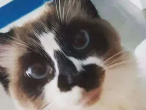 Gato raça  idade 2 anos nome PANDORA GRATIFICA