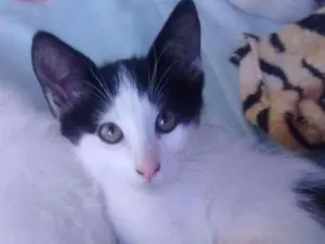 Gato raça Srd idade 2 a 6 meses nome Sem nome