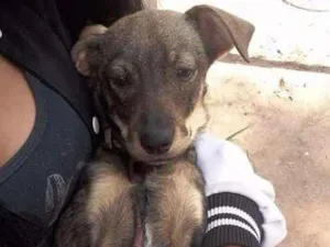 Cachorro raça Srd idade 2 a 6 meses nome Saorih