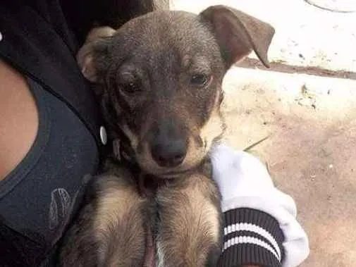 Cachorro ra a Srd idade 2 a 6 meses nome Saorih