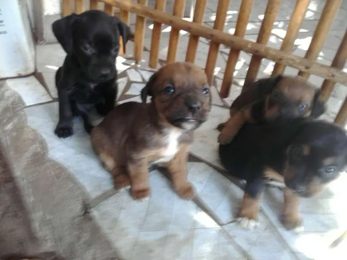 Cachorro raça vira-lata idade Abaixo de 2 meses nome 4 filhotes